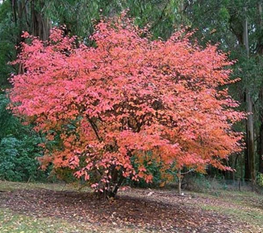   Amelanchier lamarckii